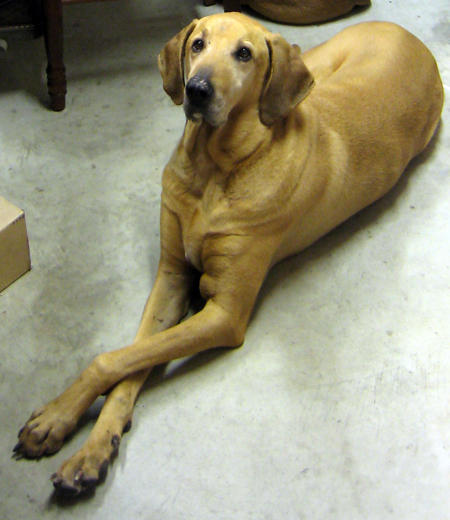 Goldens Retrievers: Bloodhound Golden Retriever Mix