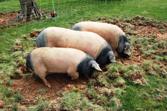Cerdo autóctono pirenaico 