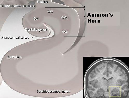 ammon horn