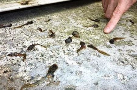 Hujan Katak Hujan Katak