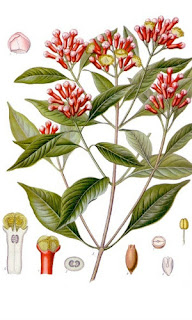 Clove plant