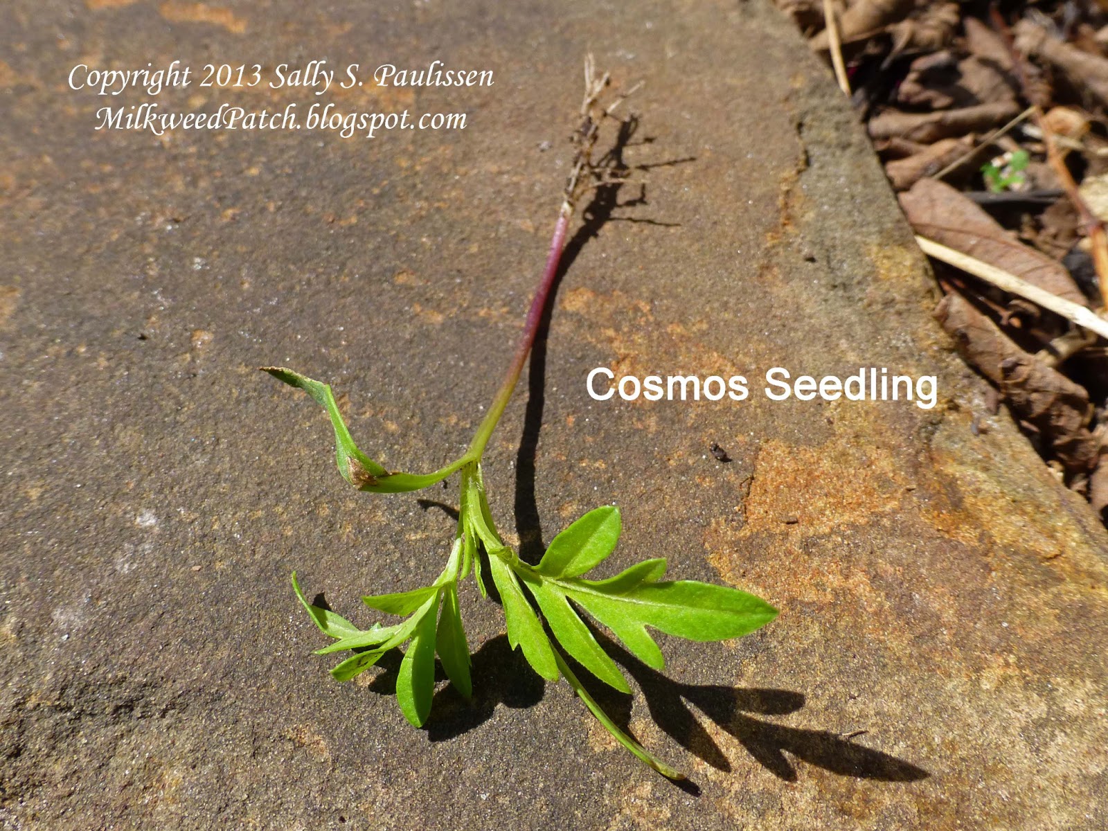 The Milkweed Patch Ragweed or Cosmos?