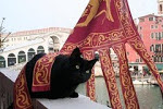 Cleopatra - Venetian Cat D.O.C.G.