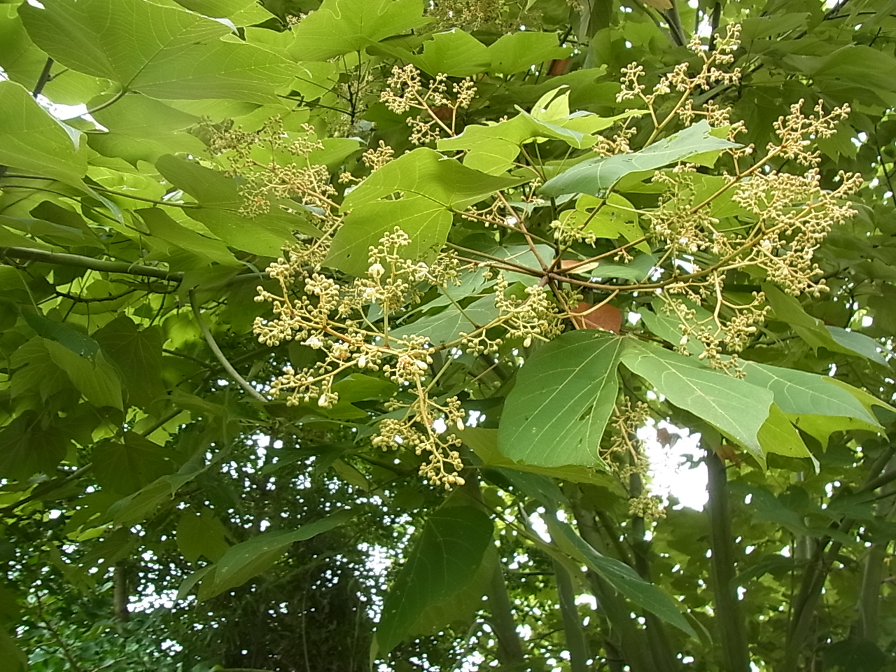 私の拾いもの アオギリの花