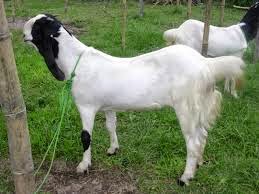 Catatan Anita Pakan Yang Cocok Untuk Kambing Etawa Menyusui