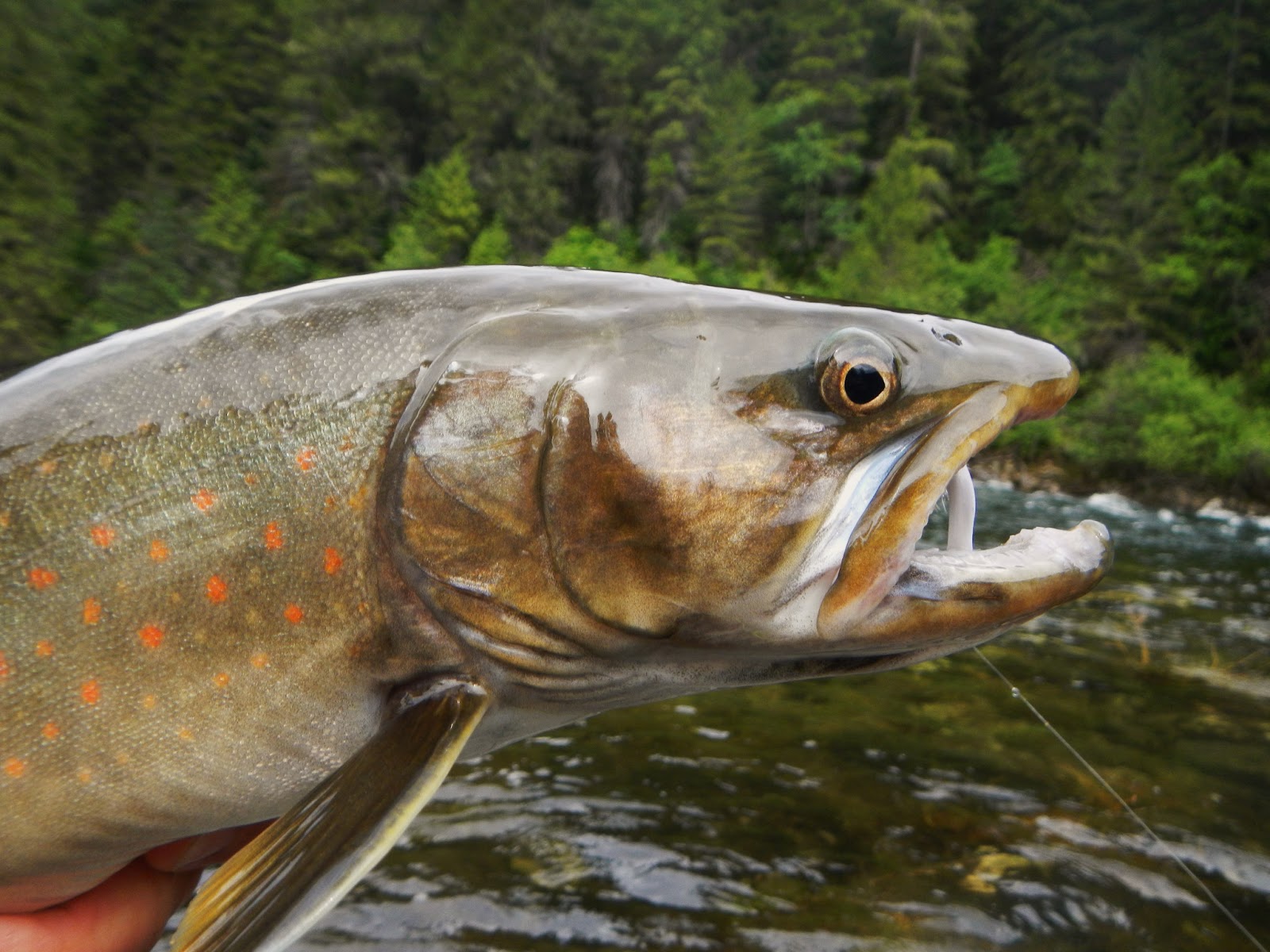 Bryanlikestofish 2013 Field Season Part II Three Rivers