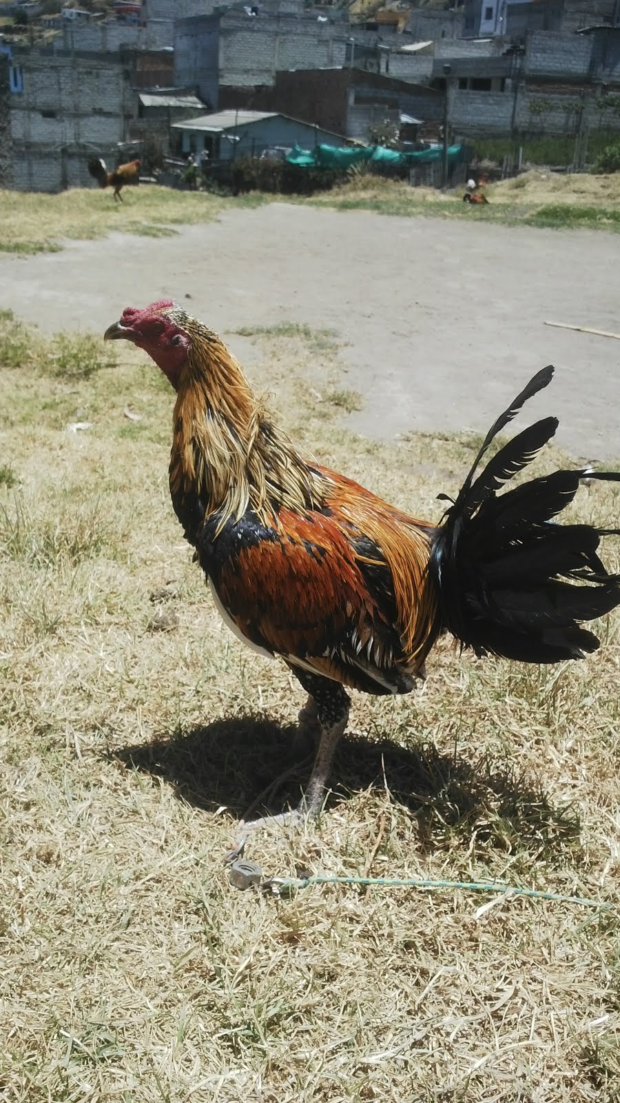 GALLO AMARILLO SAN PABLO