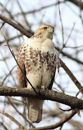 Red-tailed Hawk (juvenile)