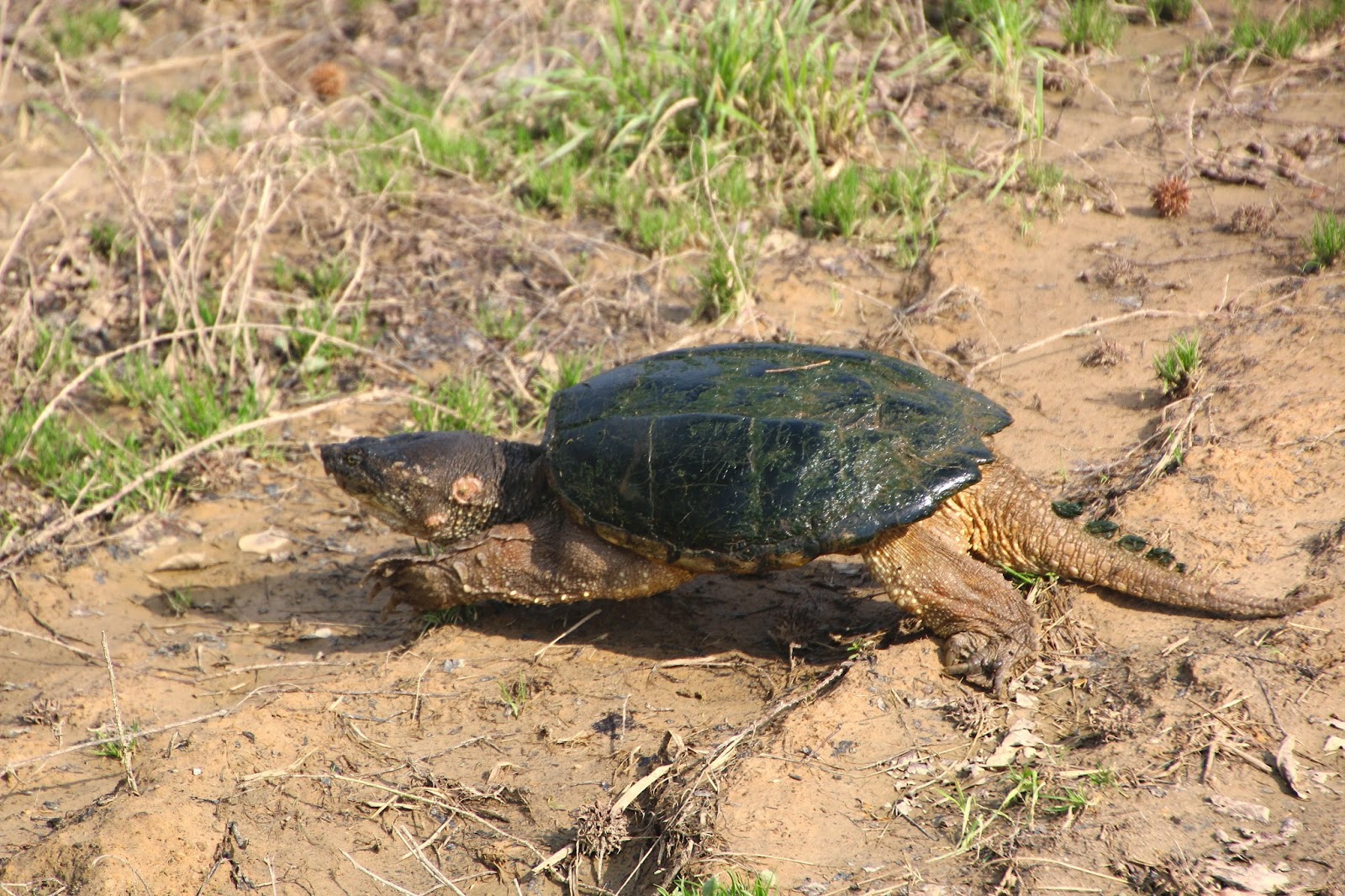 Ty and Ida On the Road April 2015