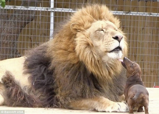 La increible amistad entre un leon y un perro