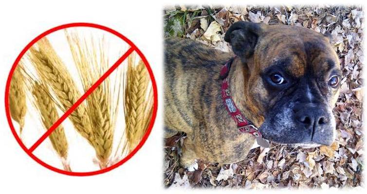 brat diet for dogs ottawa valley whisperer species appropriate diet for dogs get the grains out brat diet for dogs ottawa valley whisperer species appropriate diet for dogs get the grains out