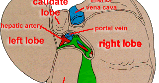 Human Anatomy: Lobes of the LIVER