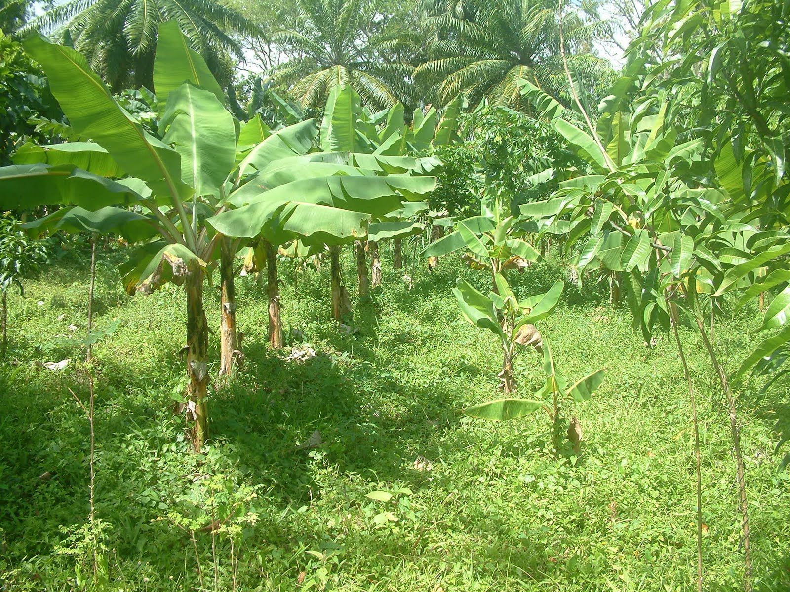 Thede Connection HAITI Banana Plant Picture.