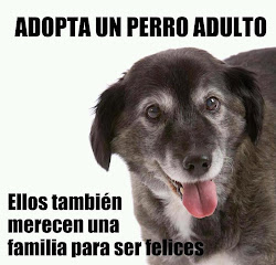 ADOPTA UN PERRO ADULTO