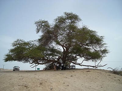 Sharajat Al Hayat, Fenomena Pohon Kehidupan Di Gurun Pasir Bahrain [ www.BlogApaAja.com ]