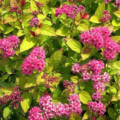 A Guide To Northeastern Gardening Feature Spring Flowering Shrub