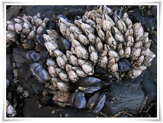 Barnacle Animal Pictures