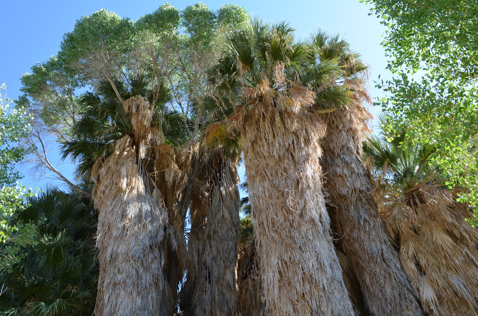 Colombia's wax palm tree. The tallest palm trees in the world! Up to