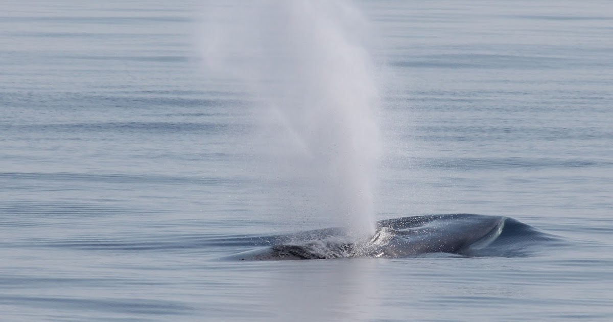 Blue Ocean Society's Whale Sightings July 15, Captain's