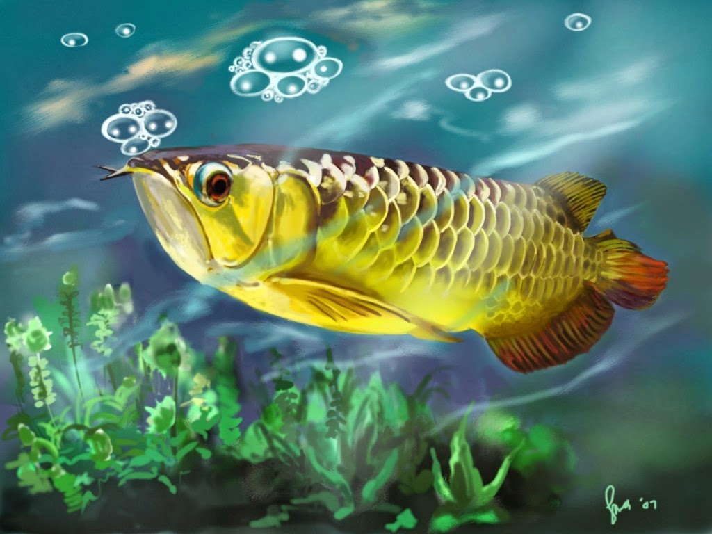 Gambar Wallpaper Ikan Koi Bergerak