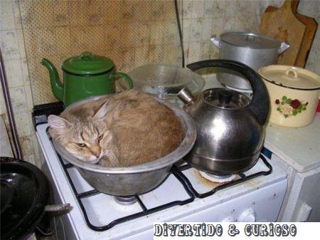 [Image: gato-na-panela-como-fazer-espetinho-de-g...mbnail.jpg]