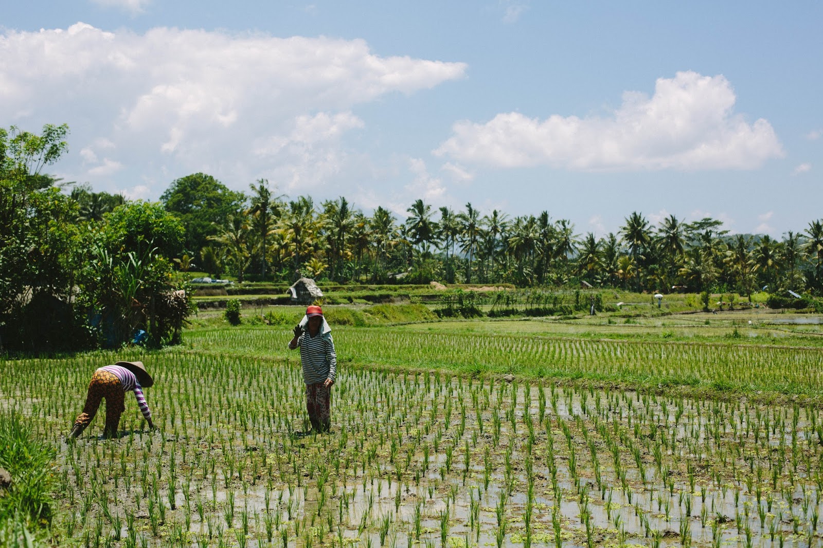 Indonesianinspired choko curry + photos from Bali! My Darling Lemon