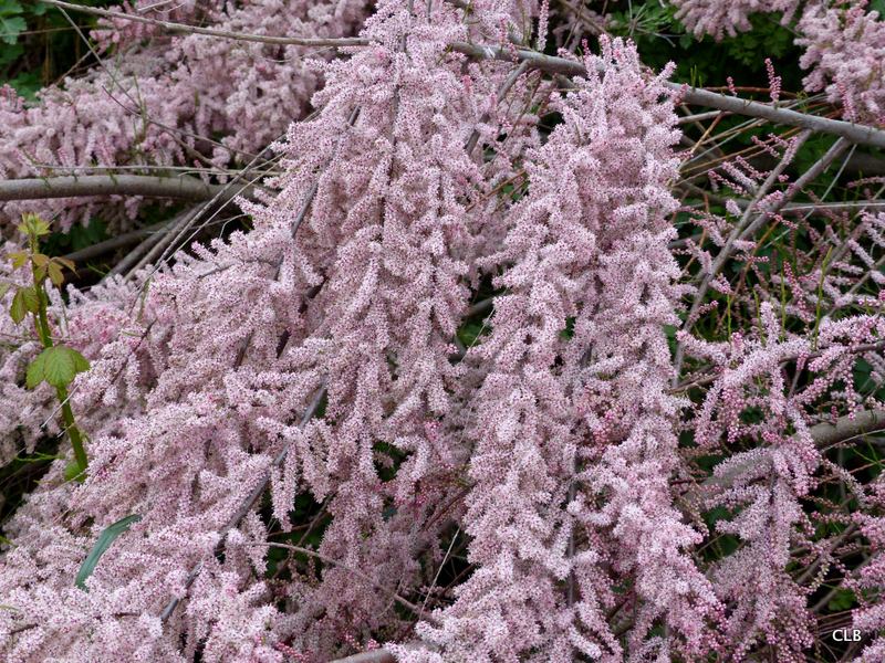 Syringa Vulgaris Charles Joly Lilas Pourpre Pa Achat Vente