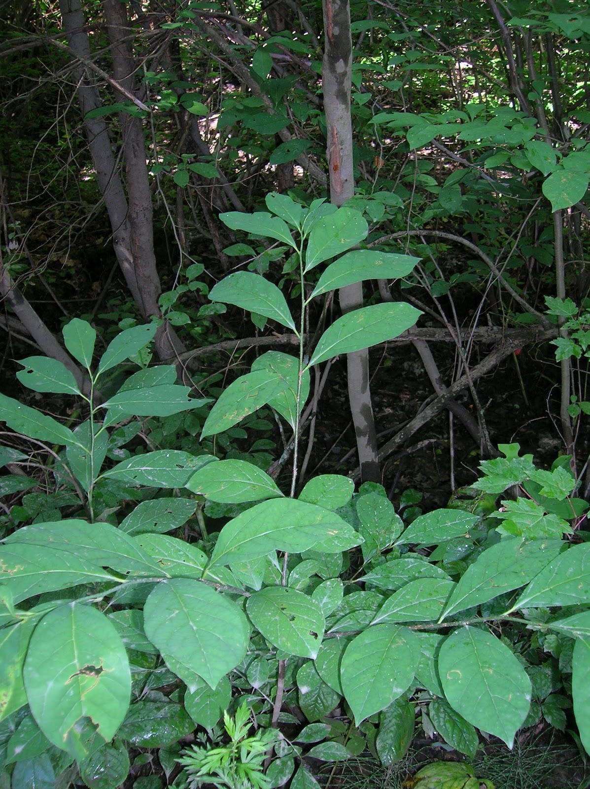 The Gardener Of The Owl Valley Favorite 9 Spicebush