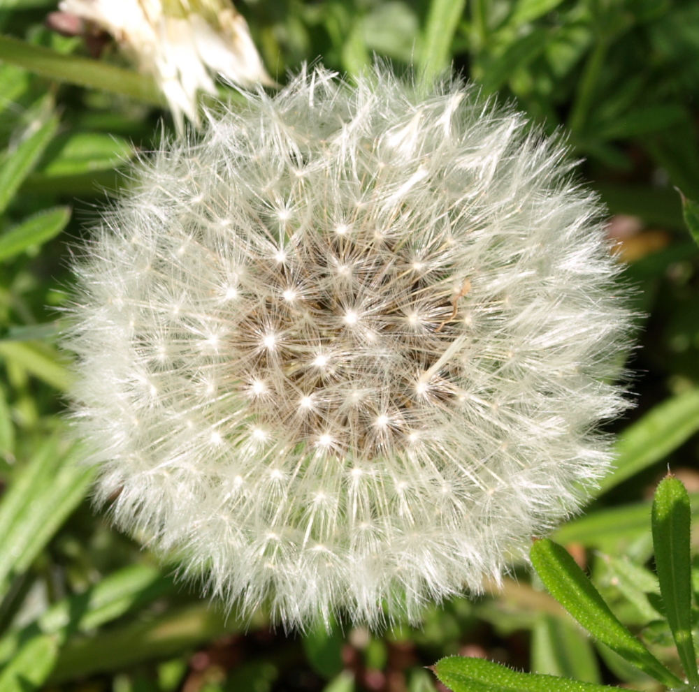 Raw Edible Plants Dandelion (Taraxacum officinale)