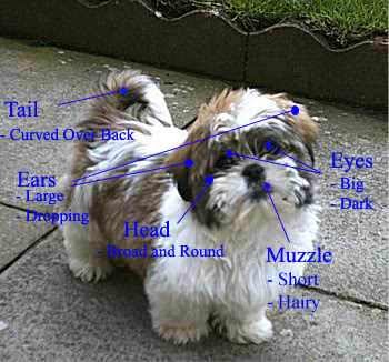 Toy Dogs Shih Tzus The Shih Tzu S Physical And Behavioural