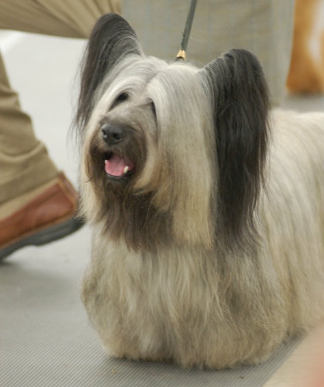 charlie skye terrier