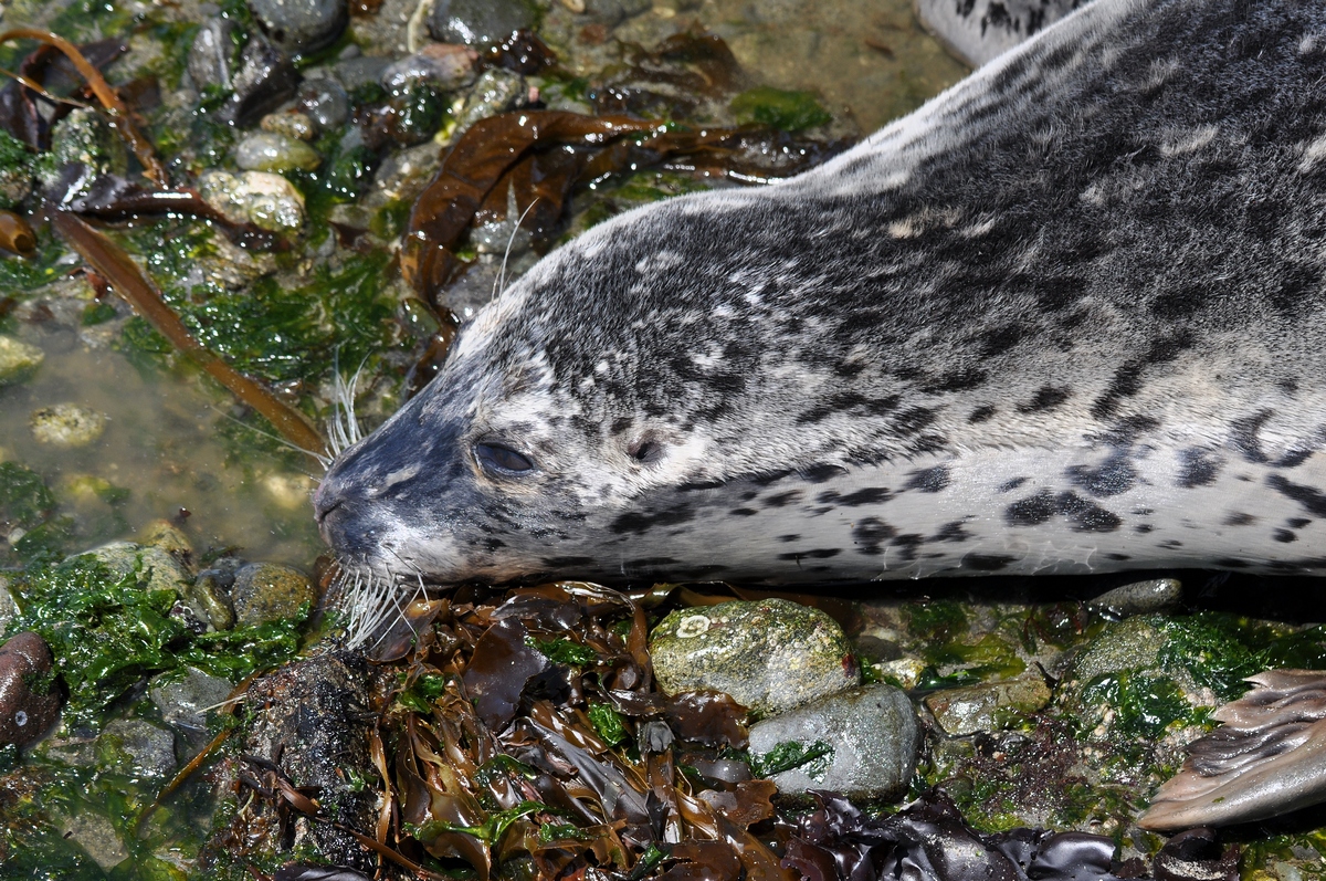 Buzz's Marine Life of Puget Sound Harbor Seal Pupping Season Underway