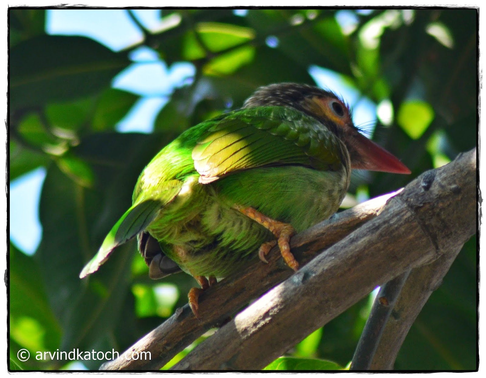 Brown Headed Barbet from back Brown-headed barbet, Back