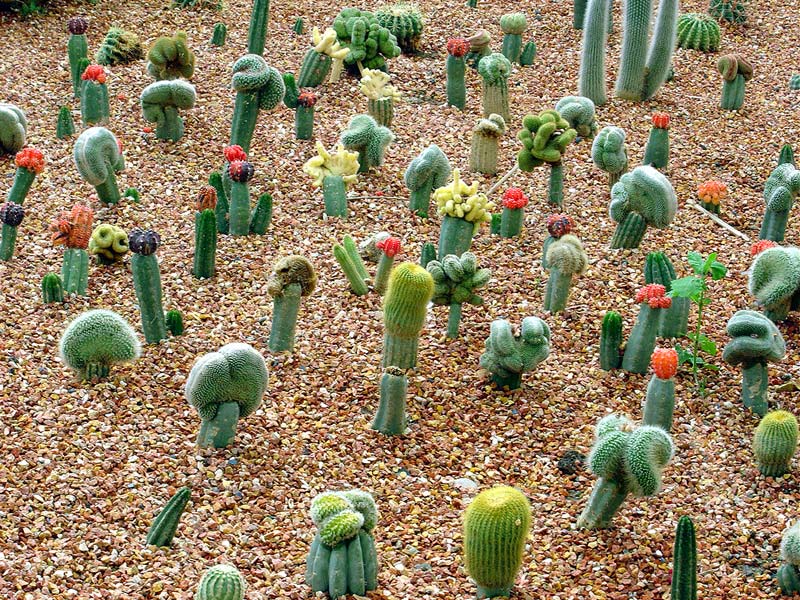 Kaktus dapat tumbuh di daerah kering karena