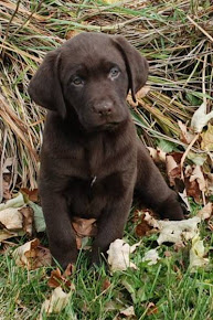 Future Assistance Canine Puppy