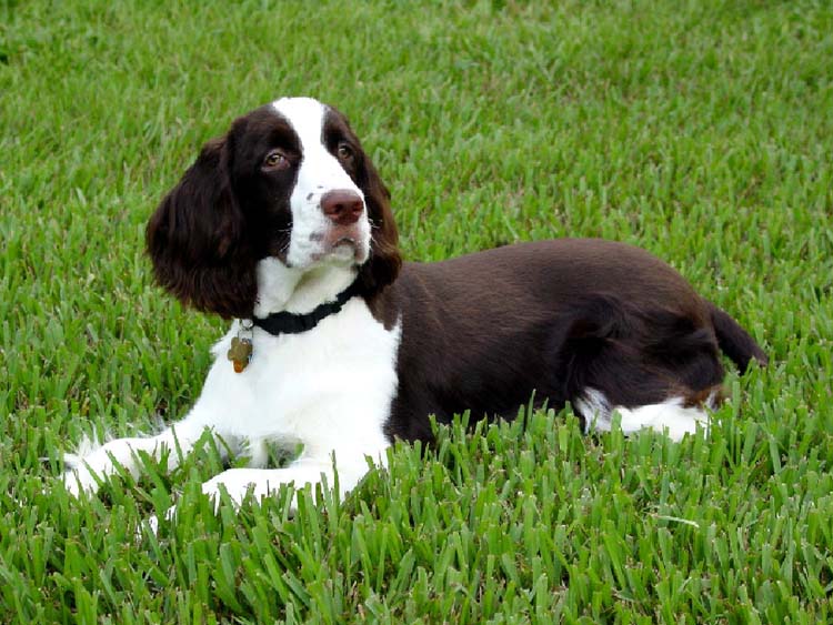 Spaniel+dog+breeds+pictures