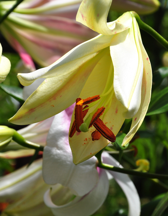 Three Dogs in a Garden Oriental Lilies in the Garden of Marion Jarvie