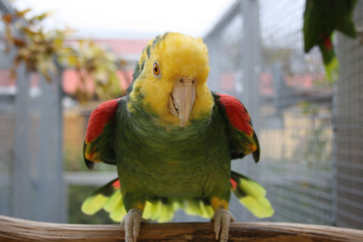 parrots world Bluefronted Amazon