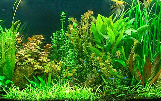 akvaryumum bitkilerin akvaryuma yararlari nelerdir