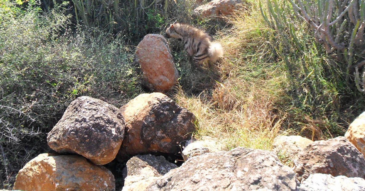 Rescue Of A Wounded Hyna