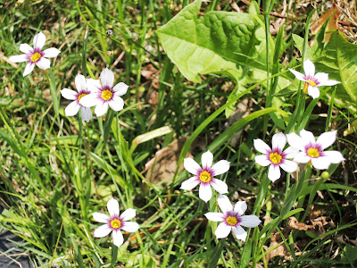 庭石菖（ニワゼキショウ／Annual Blue Eyed Grass）