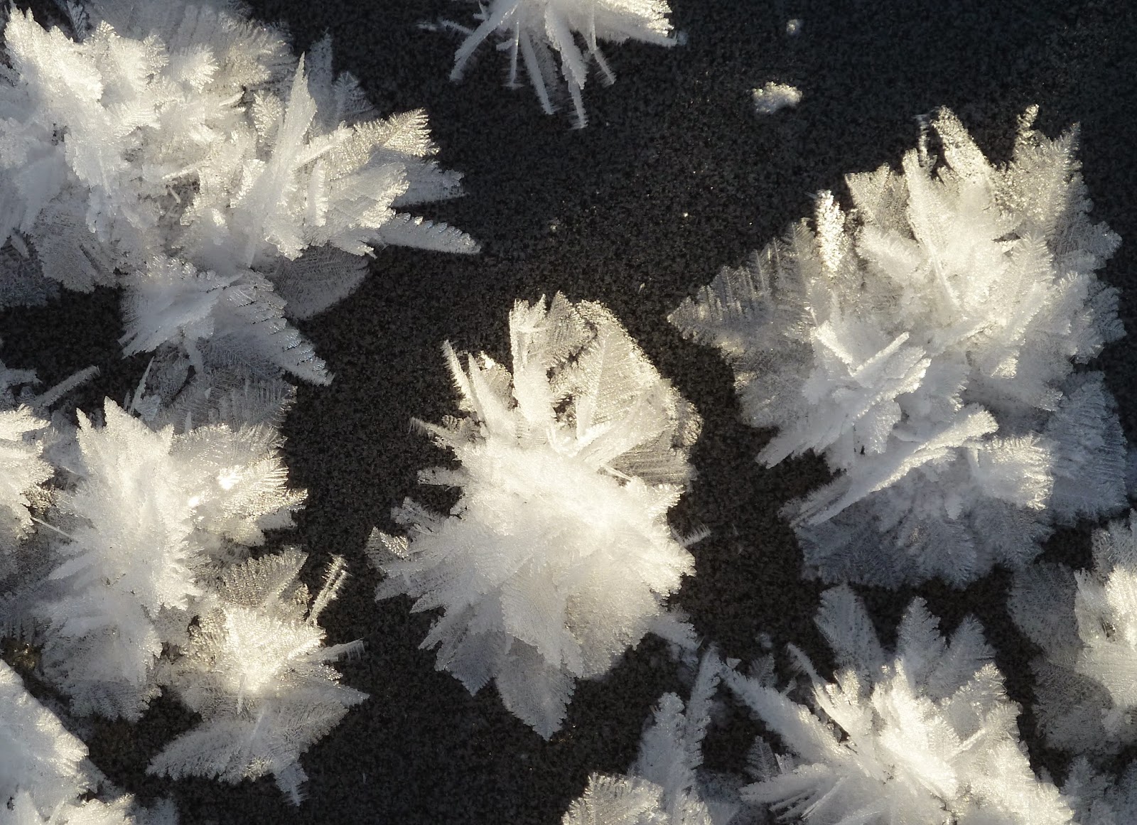 Great Divide Nature Interpretation Nature Notes What's with all the