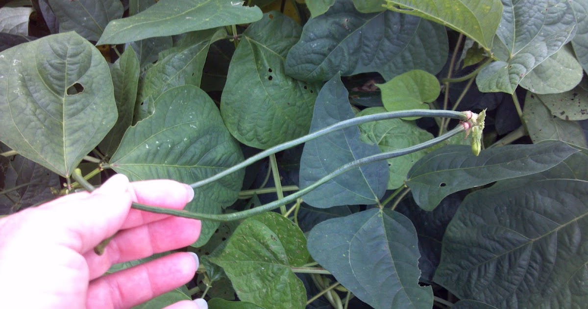 Beans, Beans the Musical Fruit!