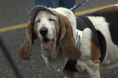 Awkward Dog Smiles Seen On www.coolpicturegallery.us