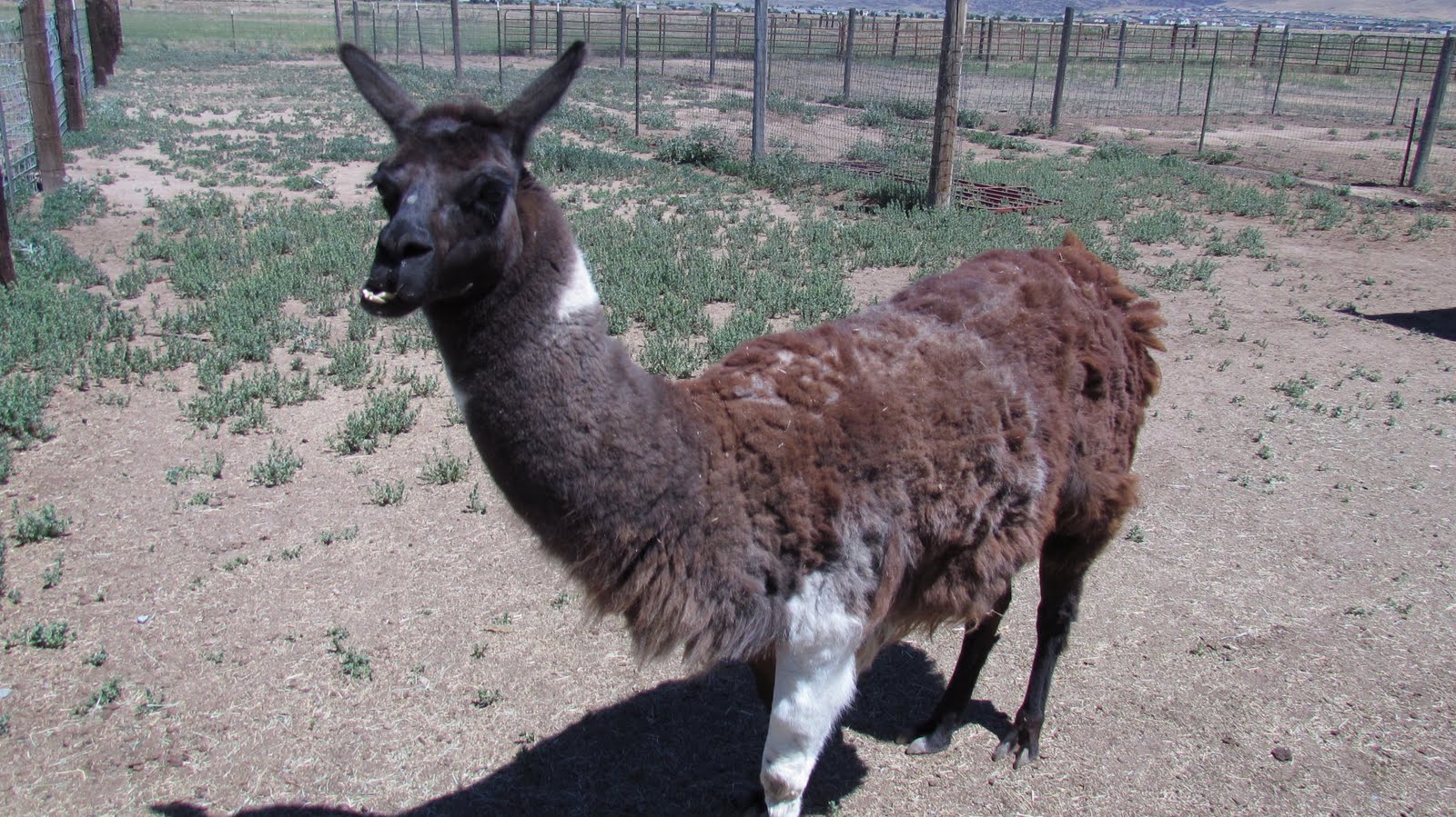 Llama Grooming Andelin Family Farm