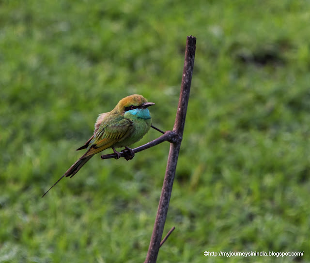 Indian Roller Bandipur Forest