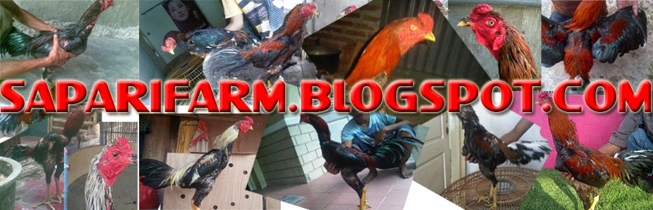 Mei 2012 Saparifarm Surabaya Peternak Ayam Aduan, Ayam