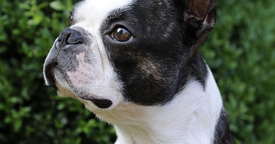 sable boston terrier