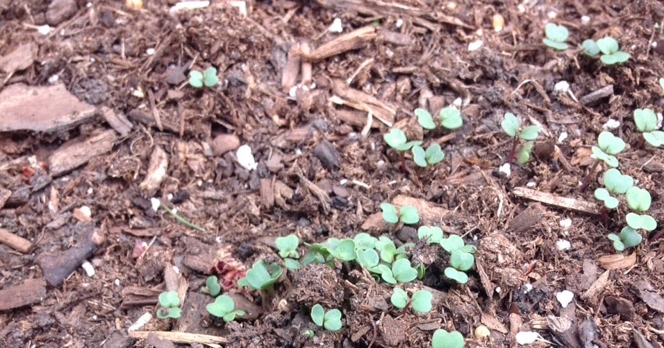 Glen Ellyn Landscape Design Garden Soil & Mulch Suppliers in Western