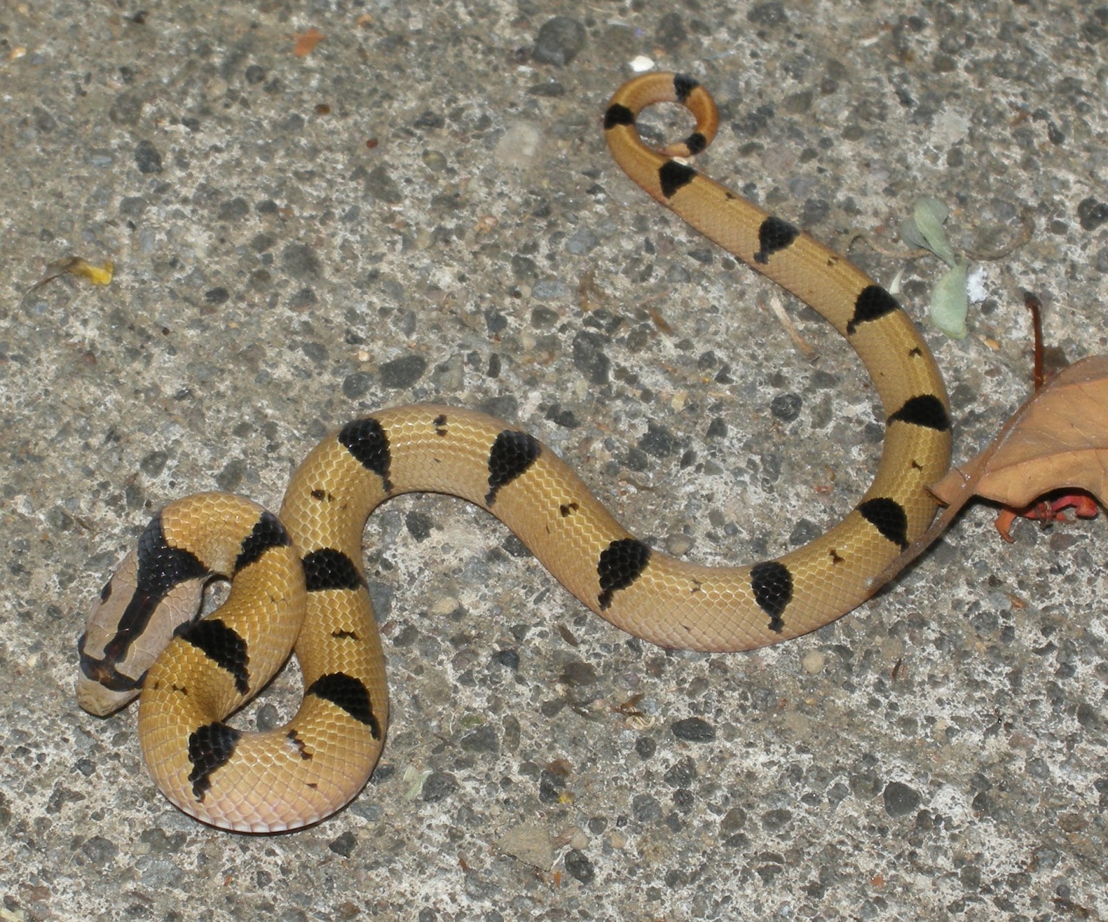 A Birder in The Philippines: Snakes of The Philippines